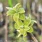 Edible #5 Diospyros virginiana/ Common Persimmon Native (TN)