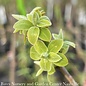 Edible #7 Diospyros virginiana/ Common Persimmon Native (TN)