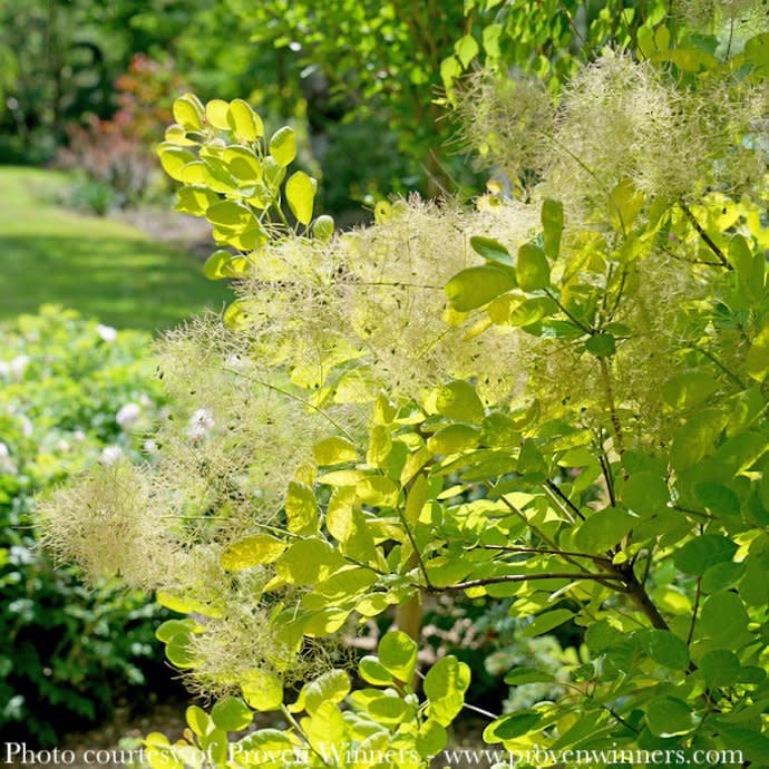 #3 Cotinus coggygria Winecraft GOLD/ Smoketree