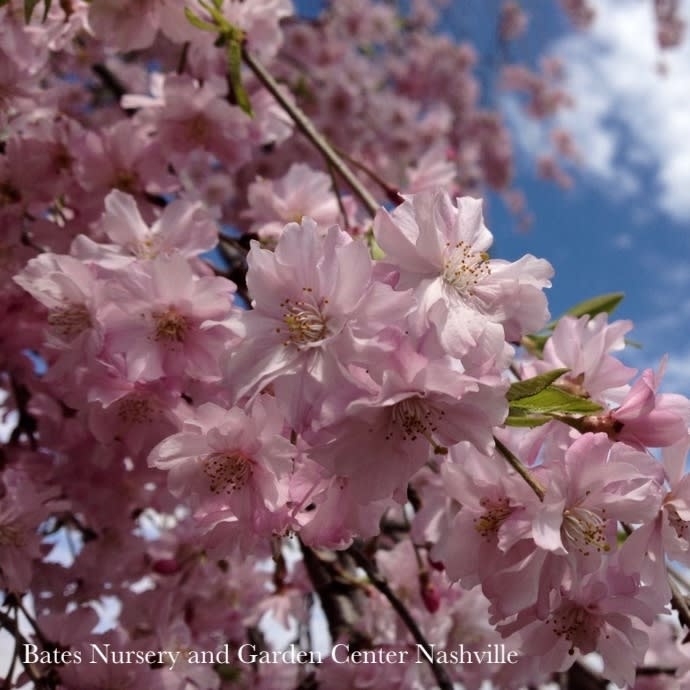 #10 Prunus sub Pendula/ Pink Weeping Higan Flowering Cherry Short Graft