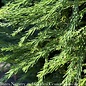 #15 Cryptomeria japonica Yoshino/ Japanese False Cedar