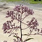 #2 Eupatorium mac Gateway/ Joy Pye Weed Native (TN)