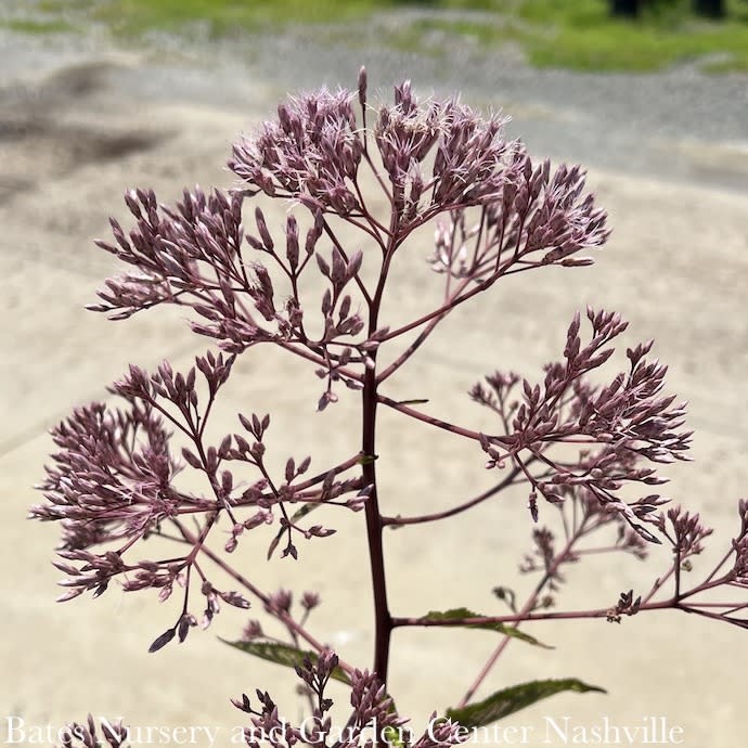 #2 Eupatorium mac Gateway/ Joy Pye Weed Native (TN)