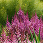 #1 Astilbe chin Maggie Daley/ Pink
