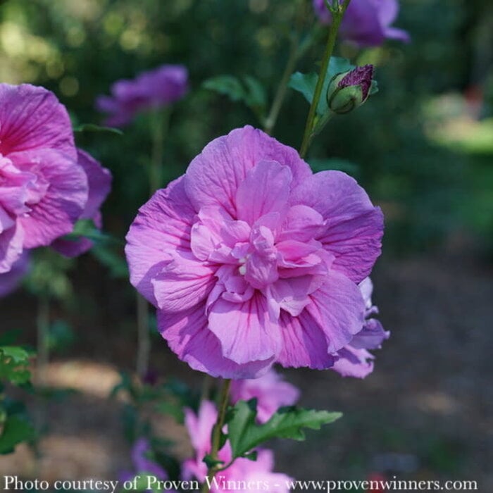 #2 Hibiscus syr PW Dark Lavender Chiffon/ Rose of Sharon/ Althea