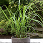Tropical 6p /6.5P Lemon Grass or Geranium Citrosa/ Mosquito Plant (citronella)  - No Warranty