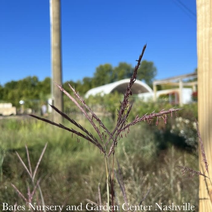 #3 Grass Andropogon ger Holy Smoke/ Big Bluestem Native (TN)