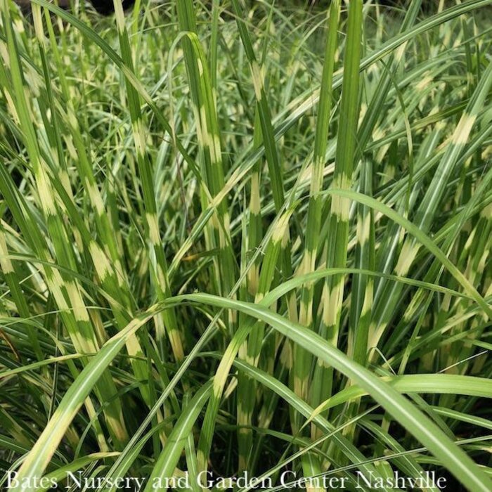 #1 Grass Miscanthus sine Little Zebra/ Dwarf Japanese Silver