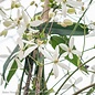 #5 Clematis armandii/ White Evergreen