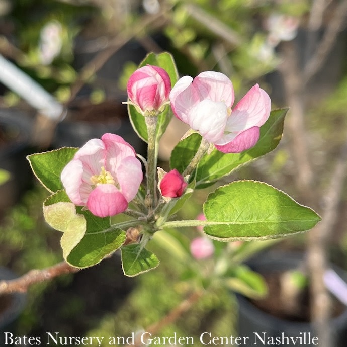 Edible 5 Malus Golden/Yellow Delicious/Apple Semidwarf MidSeason