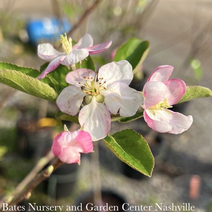 Edible 5 Malus Golden/Yellow Delicious/Apple Semidwarf MidSeason