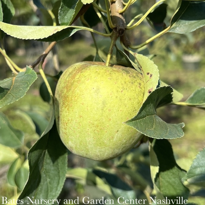 Edible #5 Malus Golden/ Yellow Delicious/ Semi-dwarf MidSeason Apple