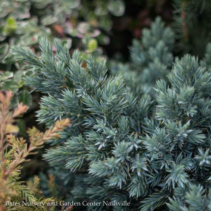 #1 Juniperus squa Blue Star/ Mounding Juniper