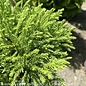 #7 Cryptomeria japonica Globosa Nana/ Dwarf Globe Japanese False Cedar