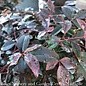 #3 Nandina dom SL Flirt/ Dwarf Heavenly Bamboo