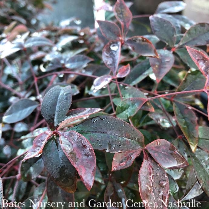 #3 Nandina dom SL Flirt/ Dwarf Heavenly Bamboo