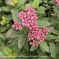 #3 Spiraea japon Poprocks Petite/ Pink Flowers Compact