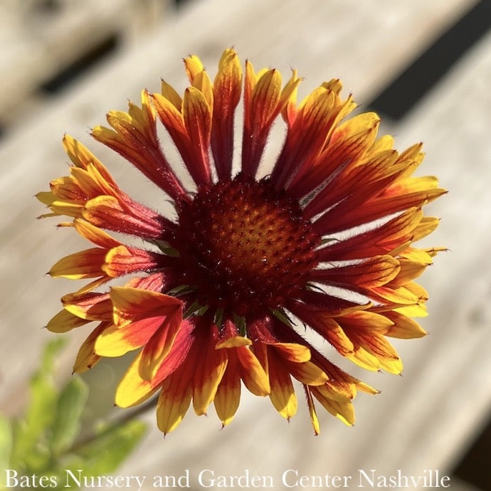 #1 Gaillardia aristata SpinTop Copper Sun/ Blanket Flower
