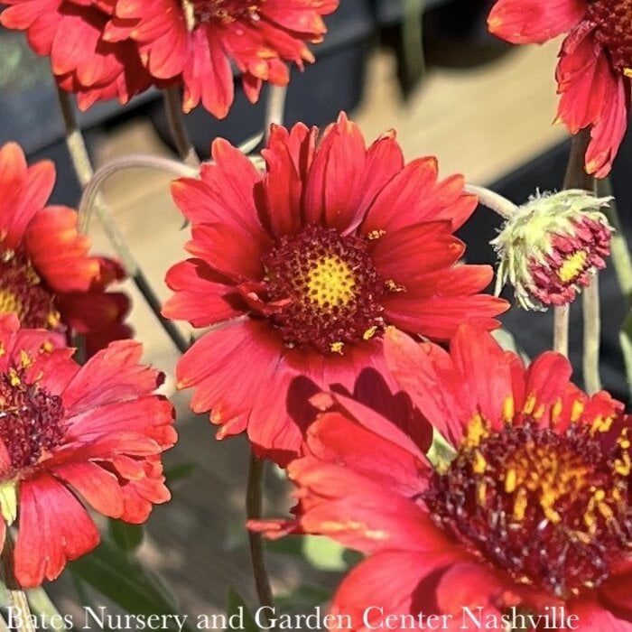 #1 Gaillardia Mesa Red/ Blanket Flower