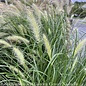 #1 Grass Pennisetum alop Cassian/ Fountain Dwarf