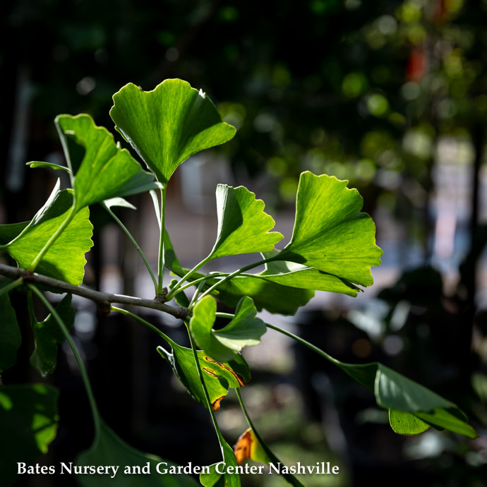 #7 Ginkgo biloba Autumn Gold/ Maidenhair Tree (Male)