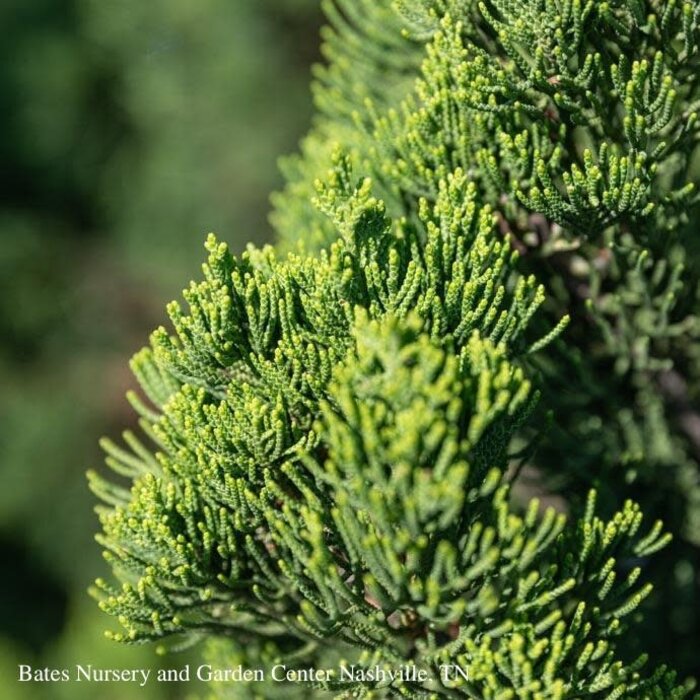 #7 Juniperus chin Torulosa/ Upright Hollywood Chinese Juniper