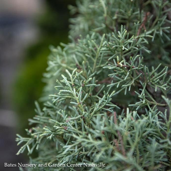 #15 Cupressus arizonica var glabra Carolina Sapphire/ Blue Arizona Cypress