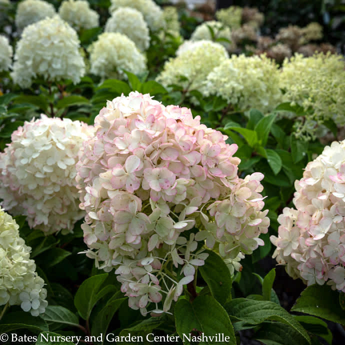 7 Hydrangea pan Bobo/ White Dwarf Panicle Bates Nursery & Garden Center