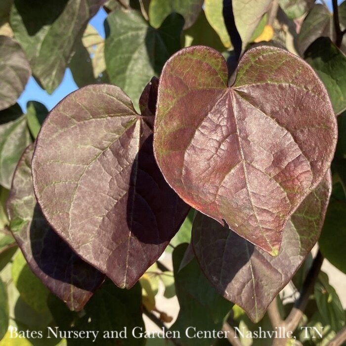 #10 Cercis can Black Pearl/ Purple Foliage Lavender Redbud Native (TN)