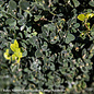Topiary Cone 21-24" Buxus x Green Mountain/ Boxwood