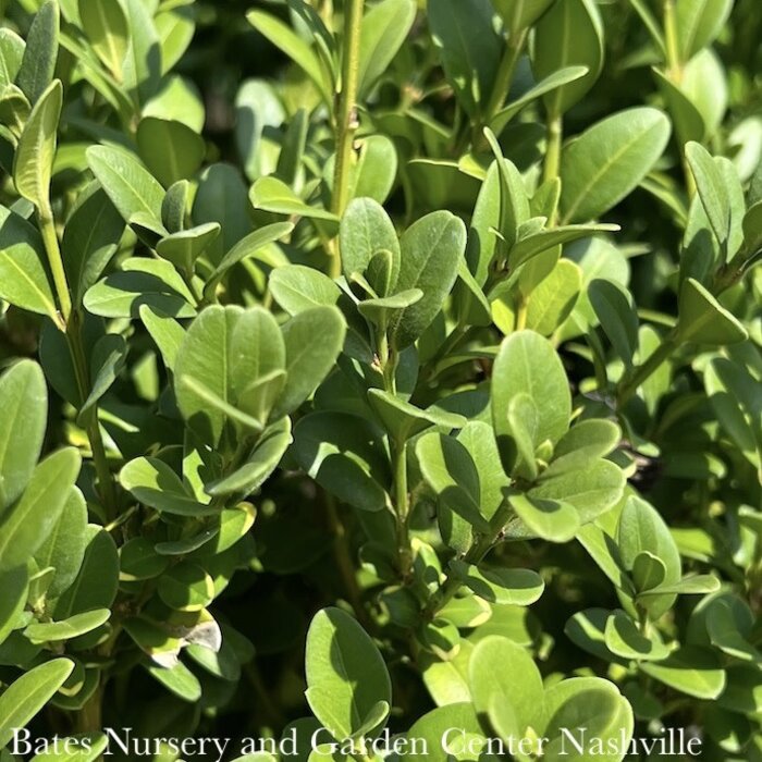 Topiary 2 BALL PDL  Buxus x Green Mountain/ Boxwood