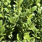 Topiary #2 PT Buxus x Green Mountain/ Boxwood Patio Tree