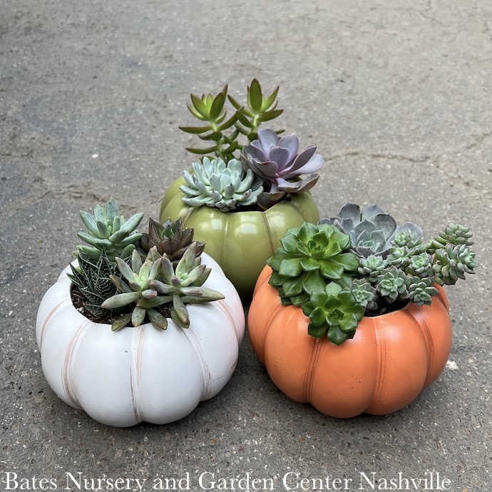 6.5P Ceramic Pumpkin w/Succulents