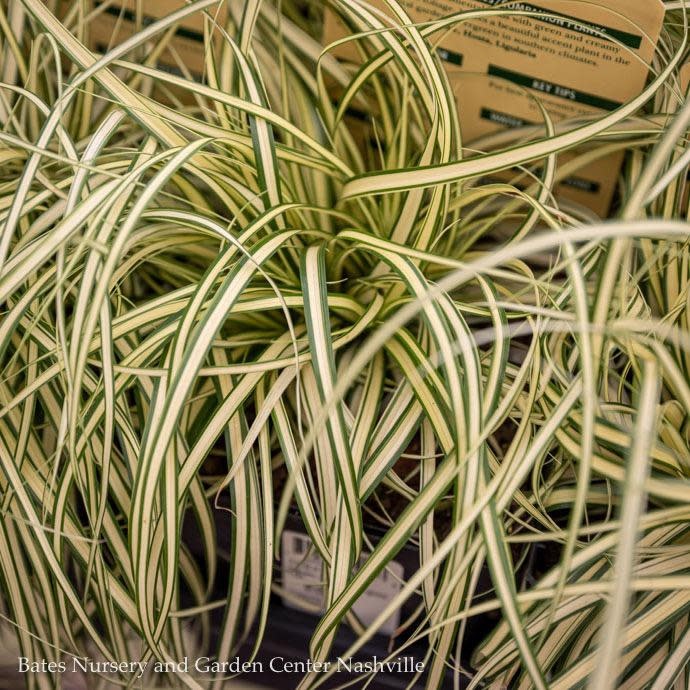 QP Grass Carex hach PW Evergold/ Variegated Sedge