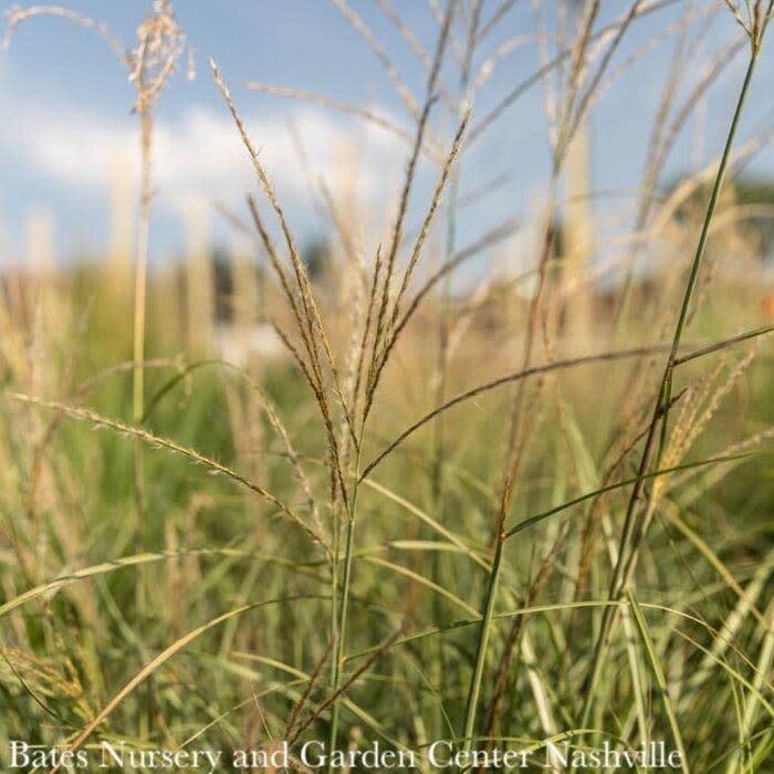 #1 Grass Miscanthus sine Little Kitten/ Dwarf Maiden