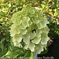 #3 Hydrangea pan PW Little Lime PUNCH/ Panicle