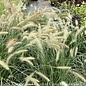 #1 Grass Pennisetum alop Cassian/ Fountain Dwarf