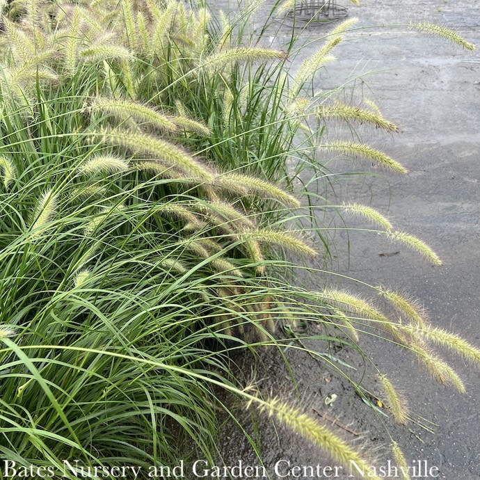 #1 Grass Pennisetum alop Cassian/ Fountain Dwarf