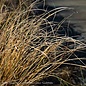 #3 Grass Pennisetum alop Hameln/ Dwarf Fountain