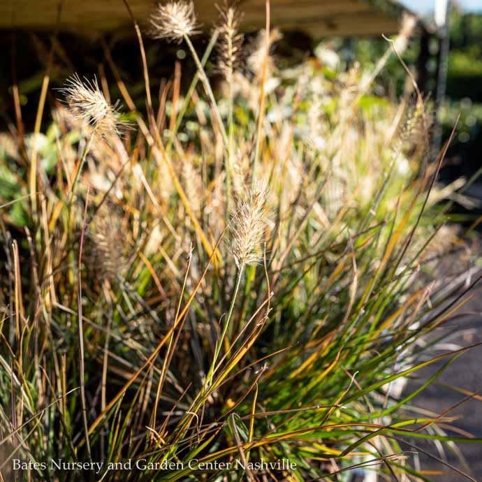 #1 Grass Pennisetum alop Little Bunny/ Dwarf Fountain