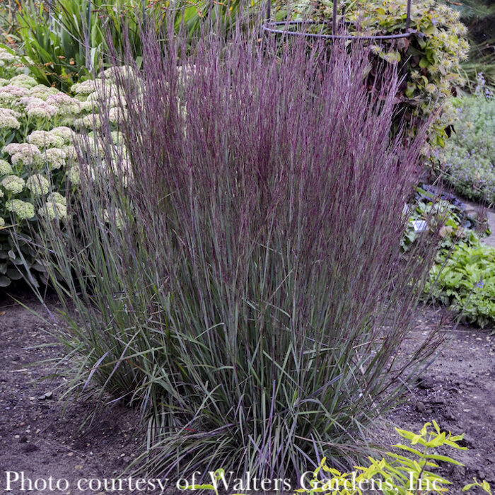 #1 Grass Schizachyrium scop Blue Paradise/ Little Bluestem Native (TN)