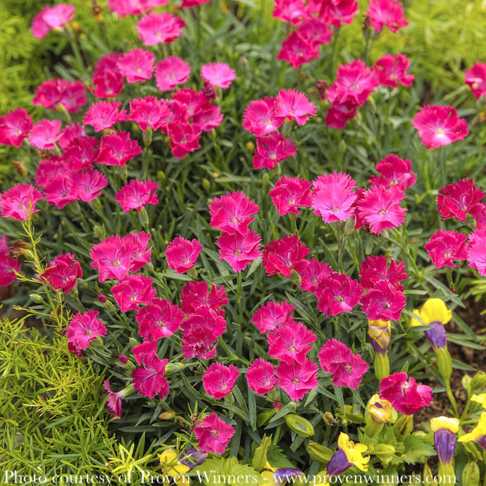 #1 Dianthus x PW Paint the Town Magenta/ Pink