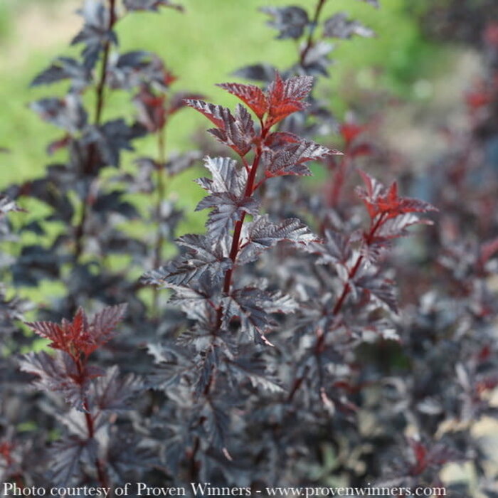 #3 Physocarpus opul PW Summer Wine 'BLACK'/ Ninebark Native (TN)