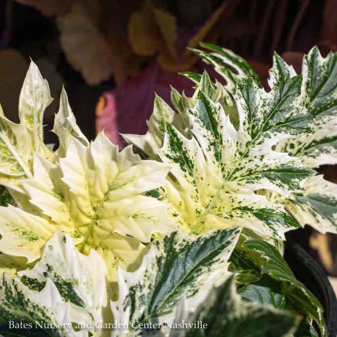 #2 Acanthus mollis Whitewater/ Variegated Bear's Breeches