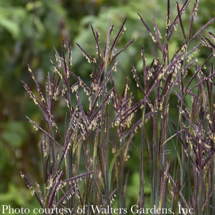 #1 Grass Andropogon gerardii Blackhawks/ Big Bluestem Native (TN)