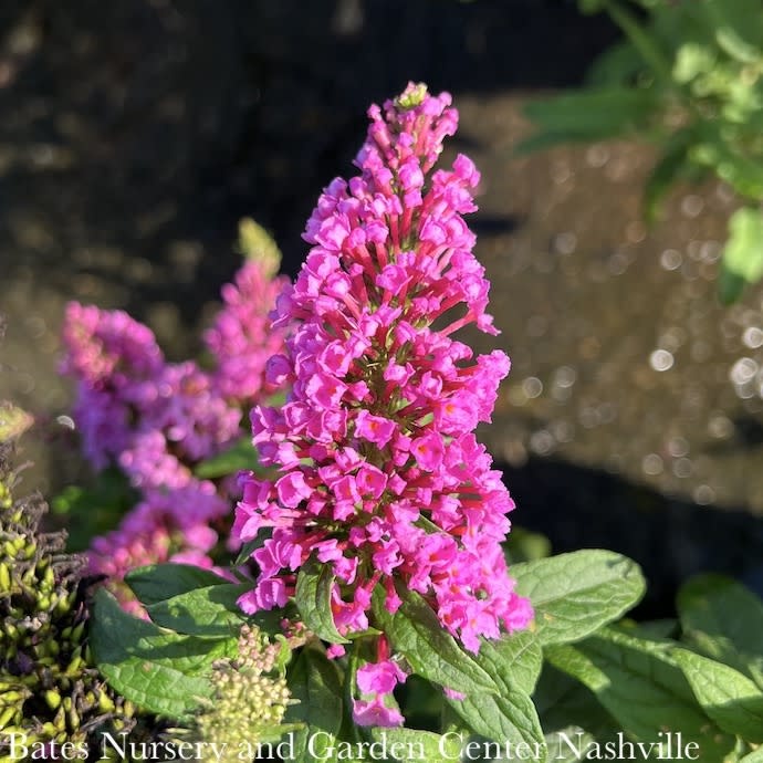 #2 Buddleia x PW Pugster PINKER/ Dwarf Butterfly Bush