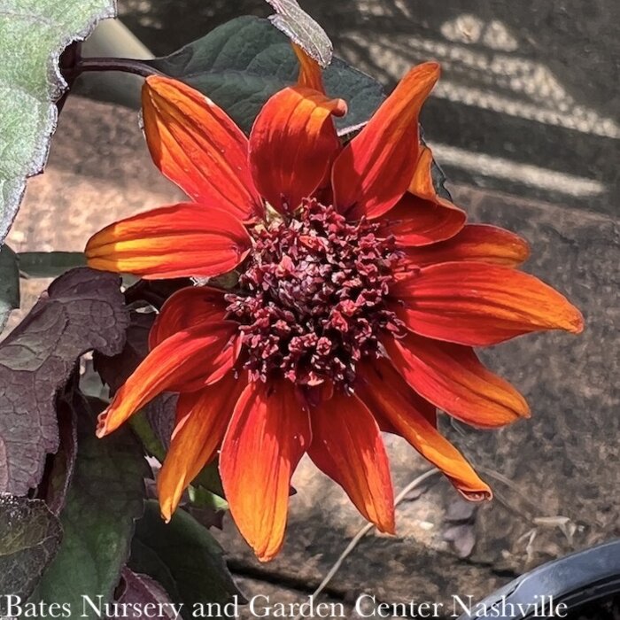 #1 Heliopsis heli var scrabra Luna Roja/ False Sunflower Native (R)