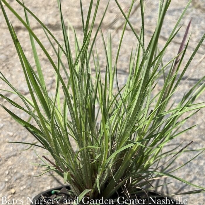 #1 Grass Schizachyrium scop Ha Ha Tonka/ Little Bluestem Native (TN)