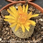 2p! Lithops /Living Stone Succulent /Tropical