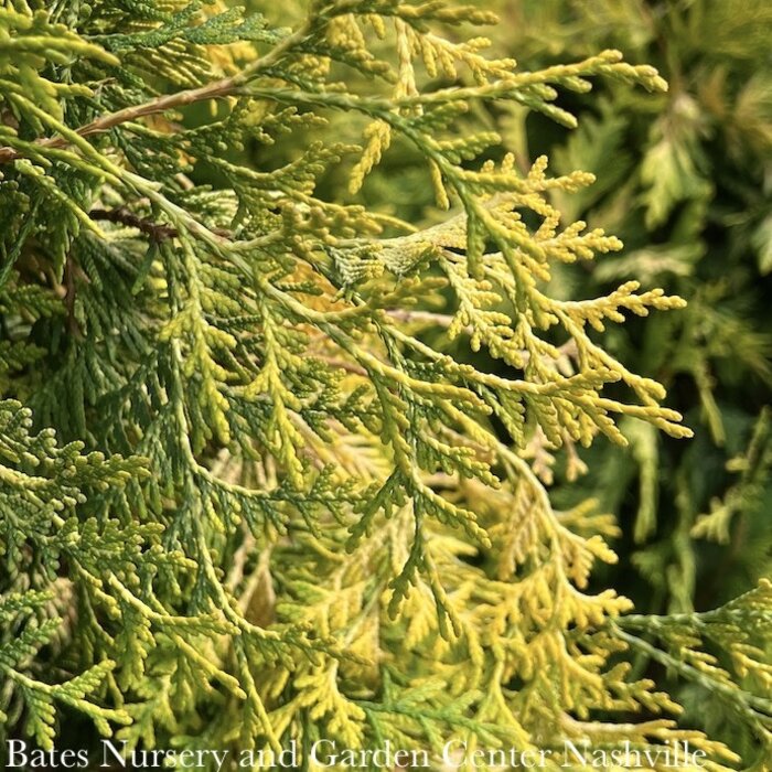 #10 Thuja occ Yellow Ribbon/ Upright Gold Arborvitae